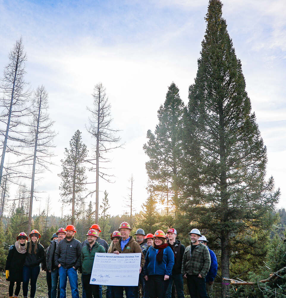 Governor downs Capitol Christmas Tree in Greenough - Seeley Swan Pathfinder