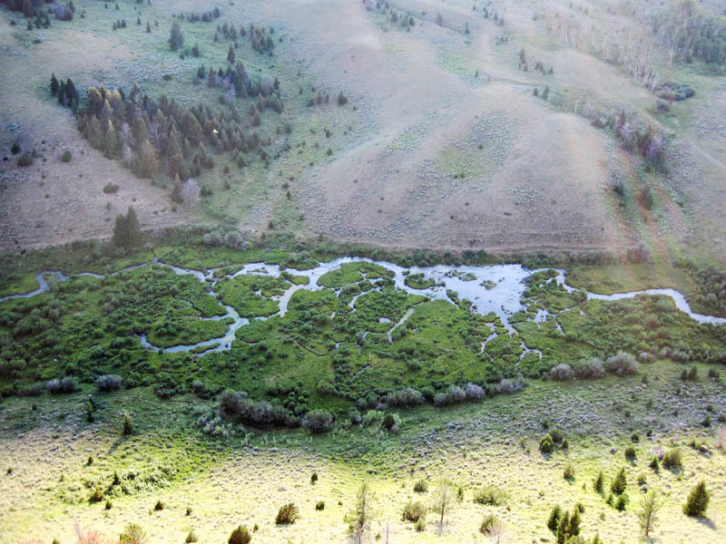 Beaver colonies: A wonderful home for wildlife - Seeley Swan Pathfinder